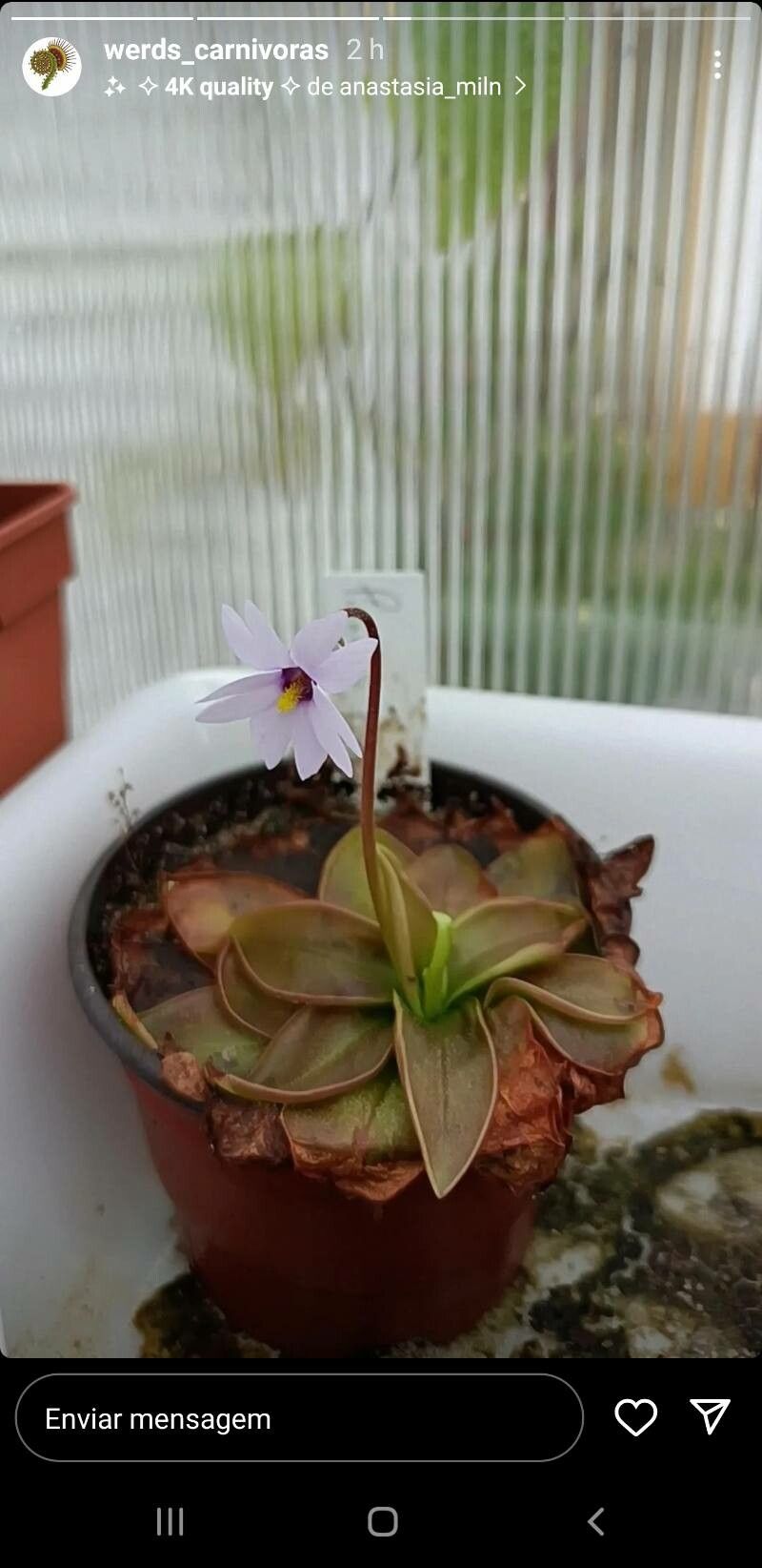 Pinguicula planifolia — search result for 'Lentibulariaceae'