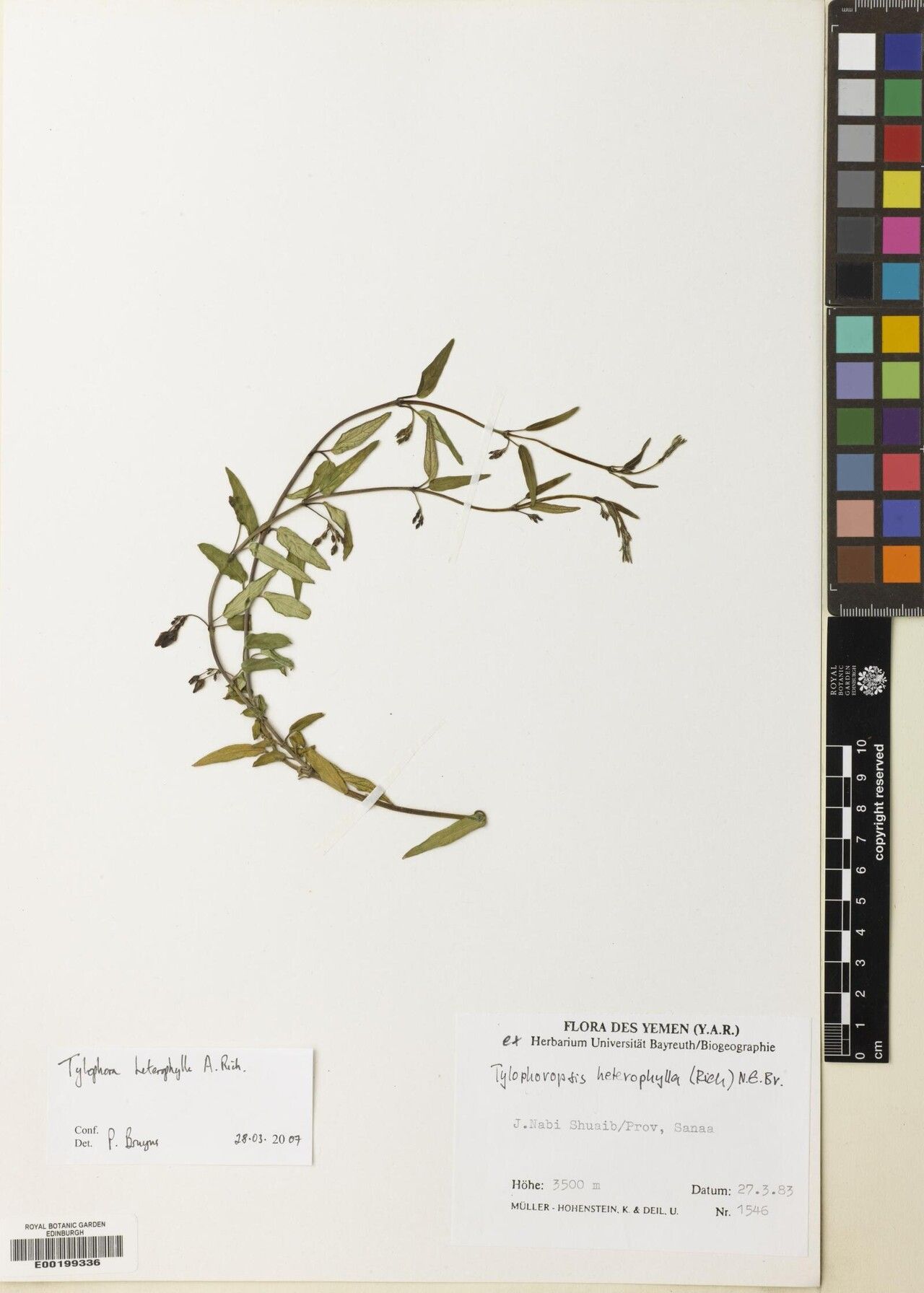 Vincetoxicum heterophyllum — search result for 'Vincetoxicum'