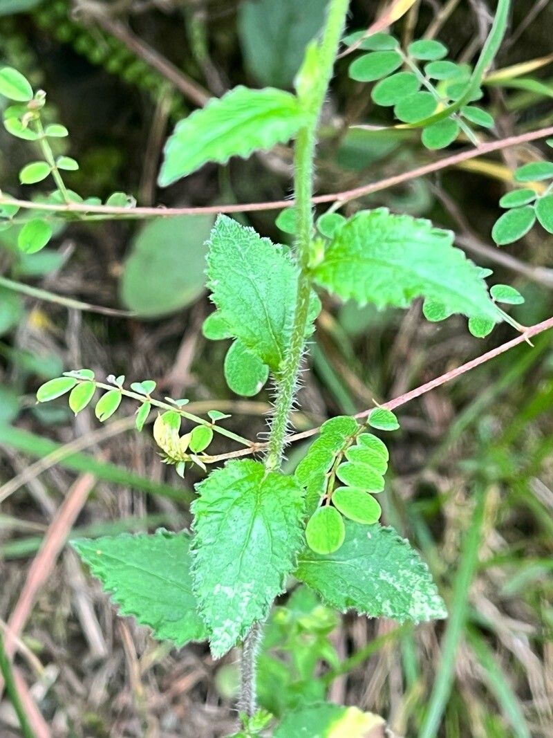 Campanula pallida — houseplant care guide