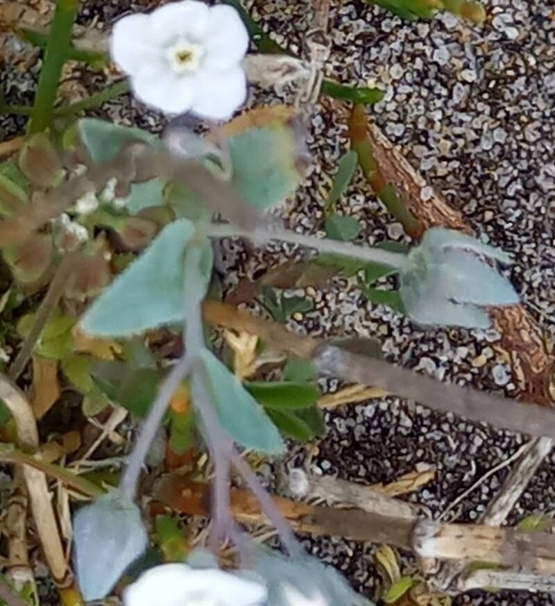 Iberodes littoralis leaf