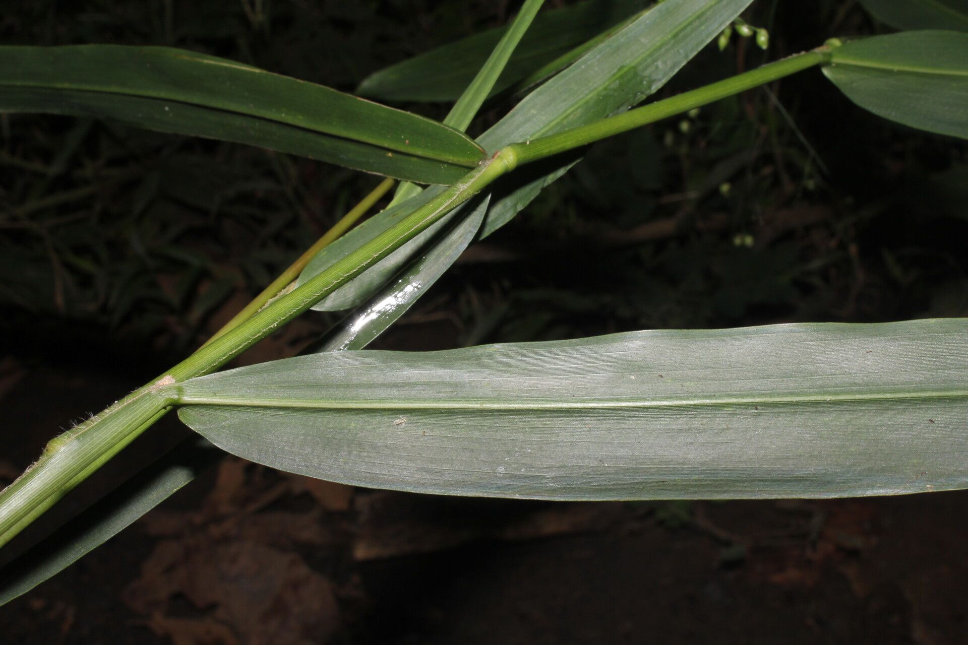 Lasiacis oaxacensis leaf