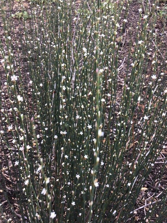Polygonum scoparium leaf