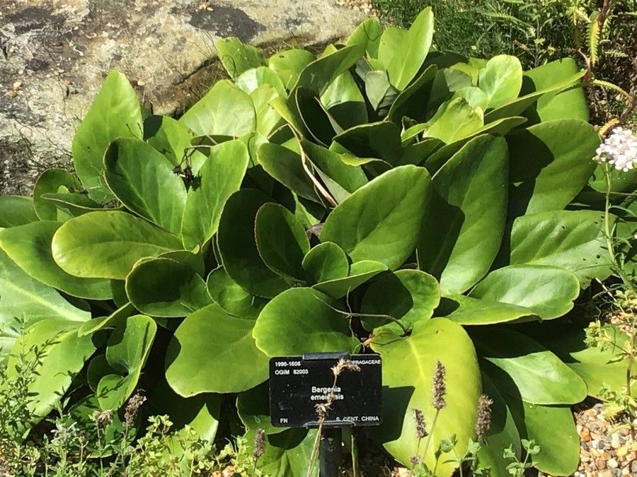 Bergenia emeiensis