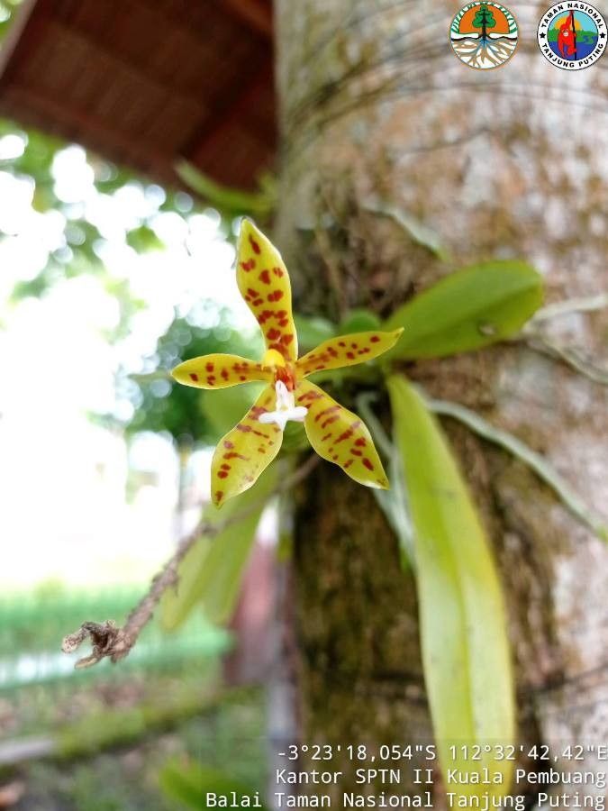 Phalaenopsis cornu-cervi flower