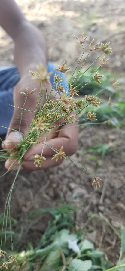 Bulbostylis barbata flower