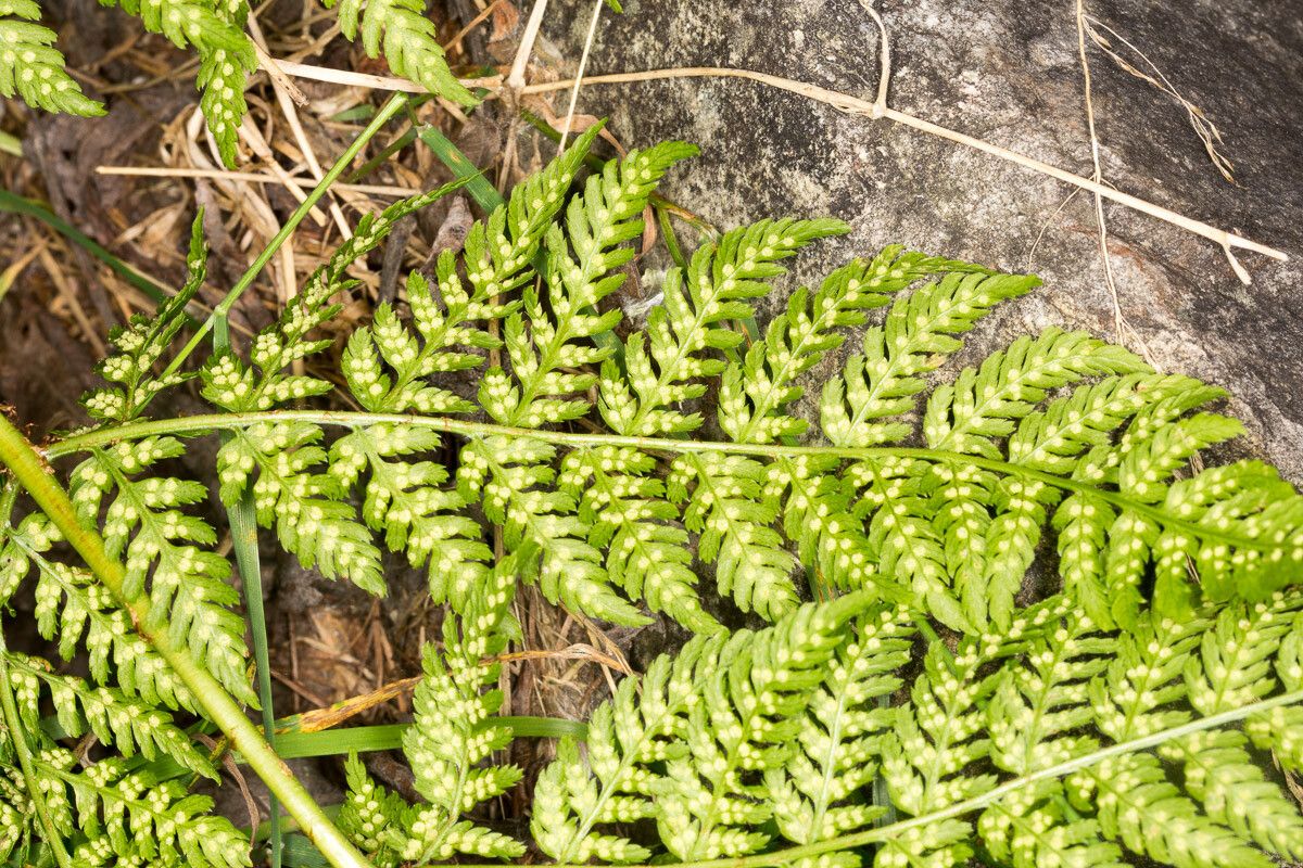 Dryopteris expansa fruit