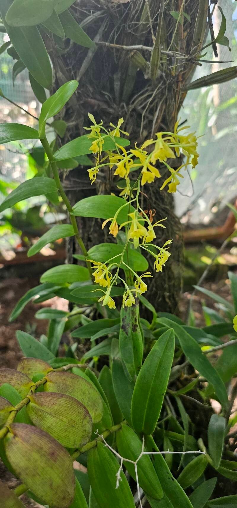 Epidendrum montserratense — search result for 'Epidendrum'