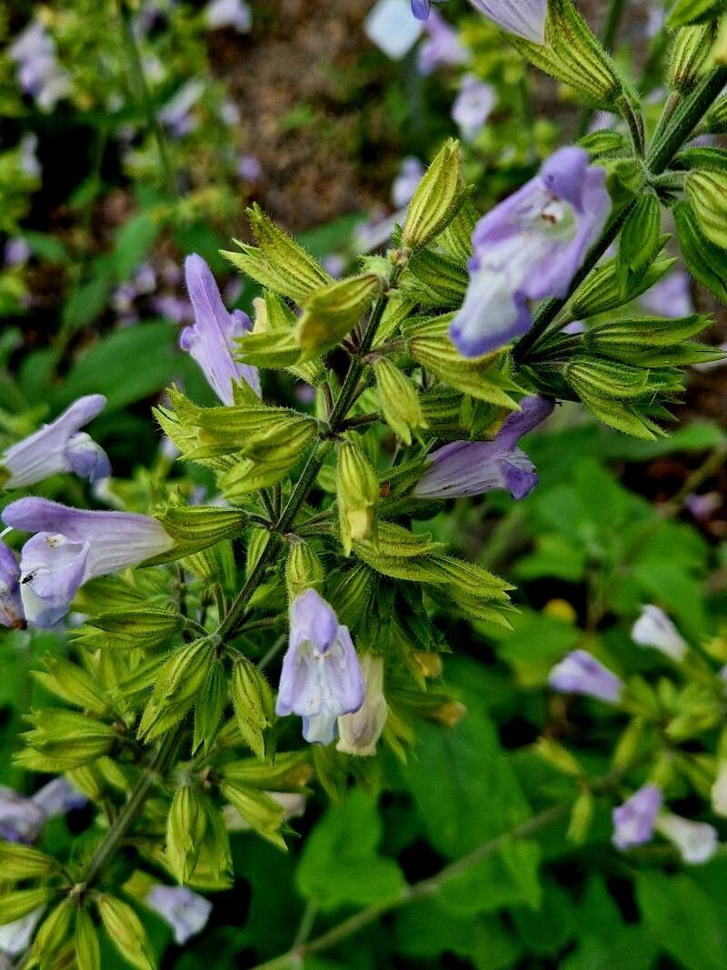 Salvia tomentosa flower