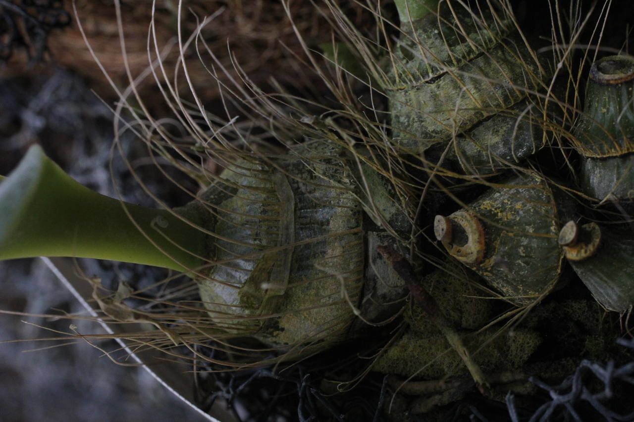 Dendrobium munificum bark