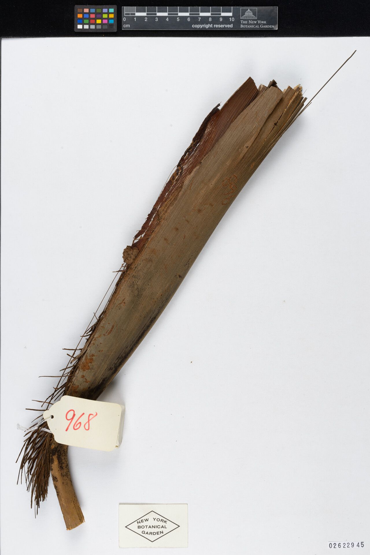 Oenocarpus minor leaf