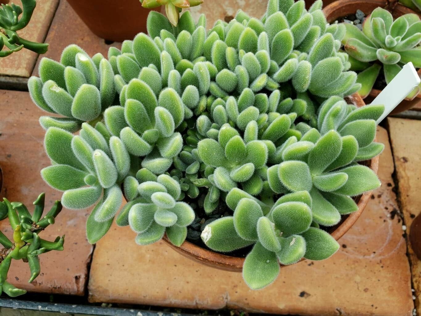Sedum mocinoanum habit