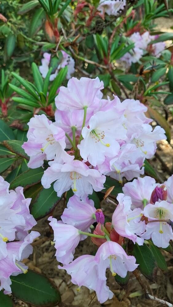 Rhododendron maoerense flower