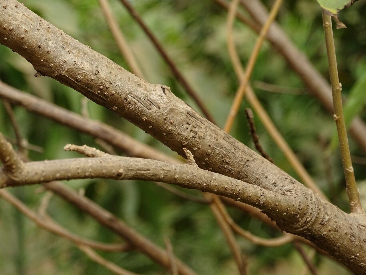 Vernonia colorata bark