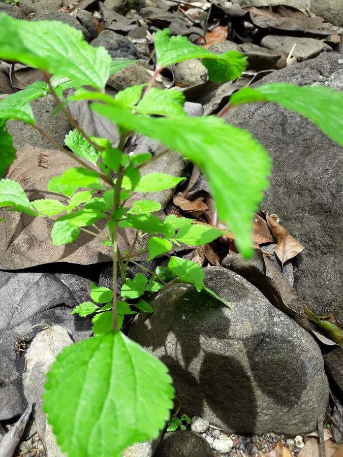 Laportea aestuans bark