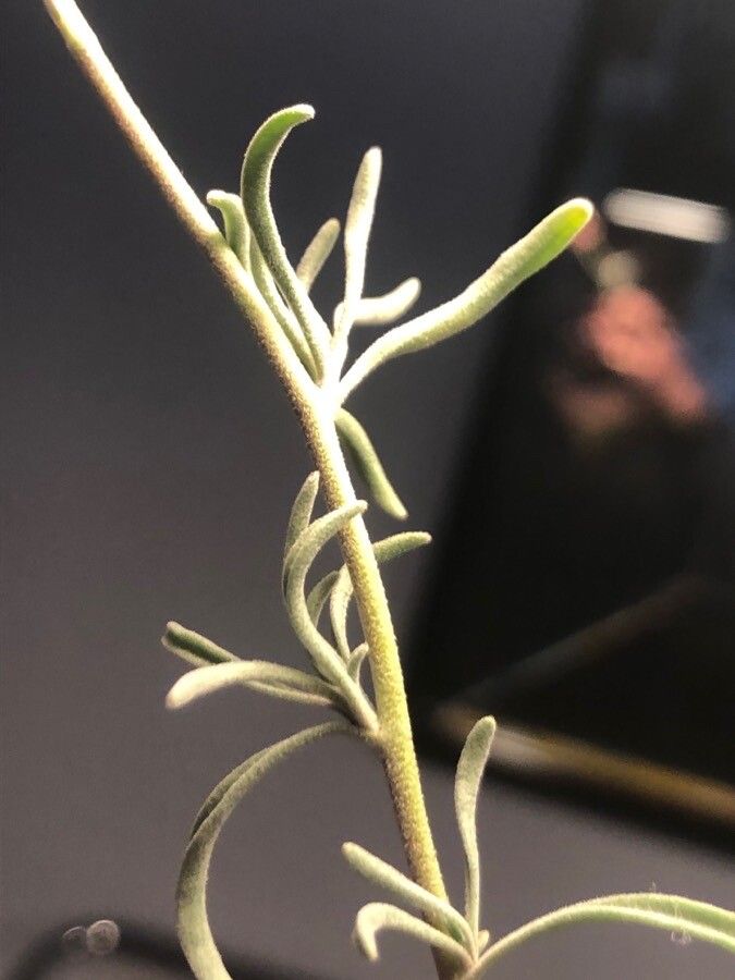 Matthiola fruticulosa — search result for 'Matthiola'