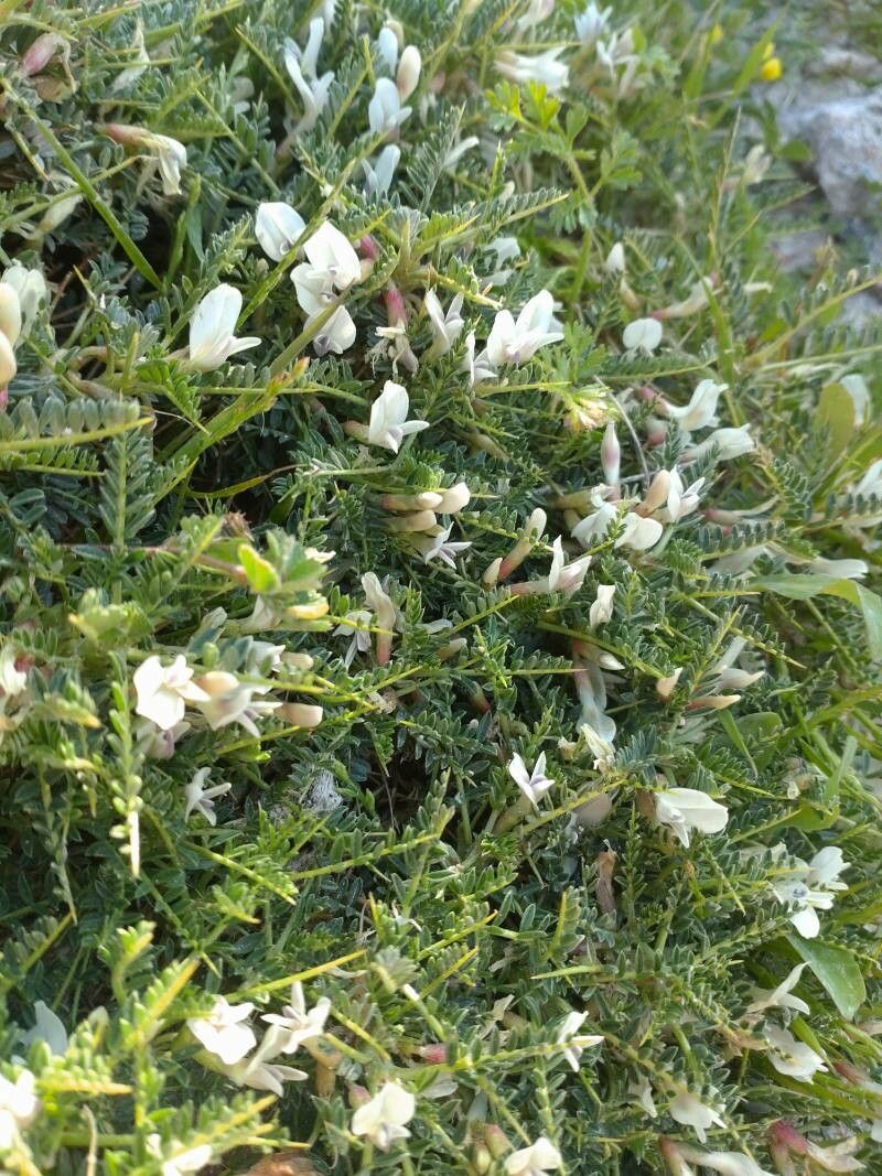 Astragalus terraccianoi flower
