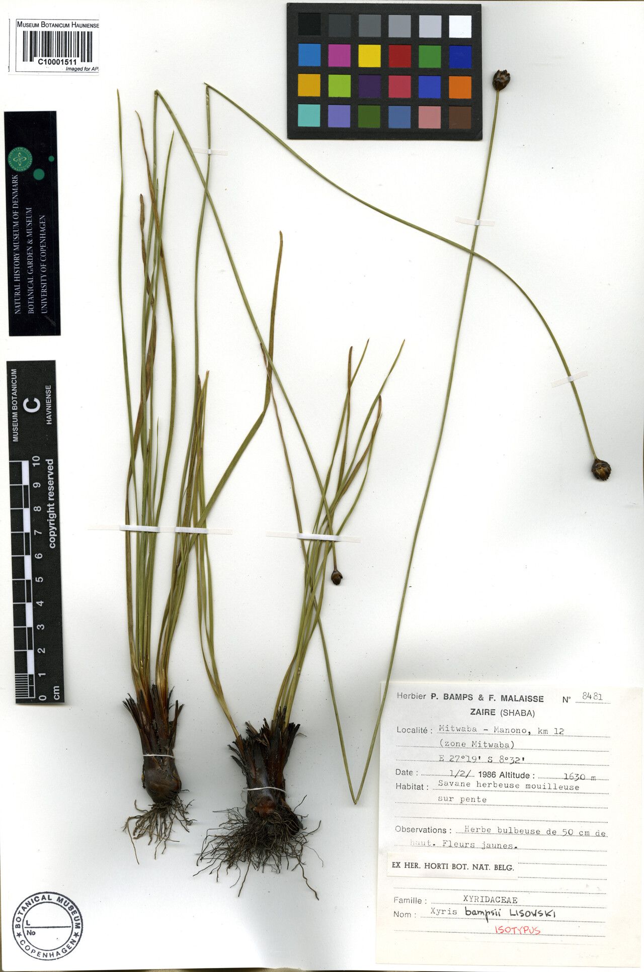 Xyris bampsii — houseplant care guide