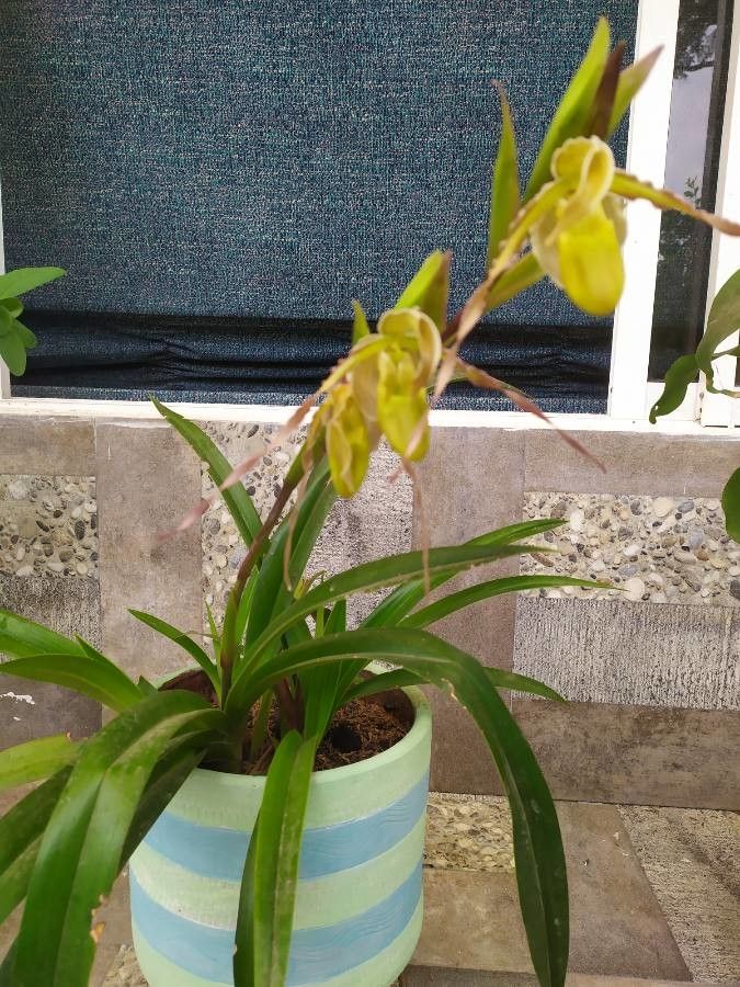 Phragmipedium caudatum leaf