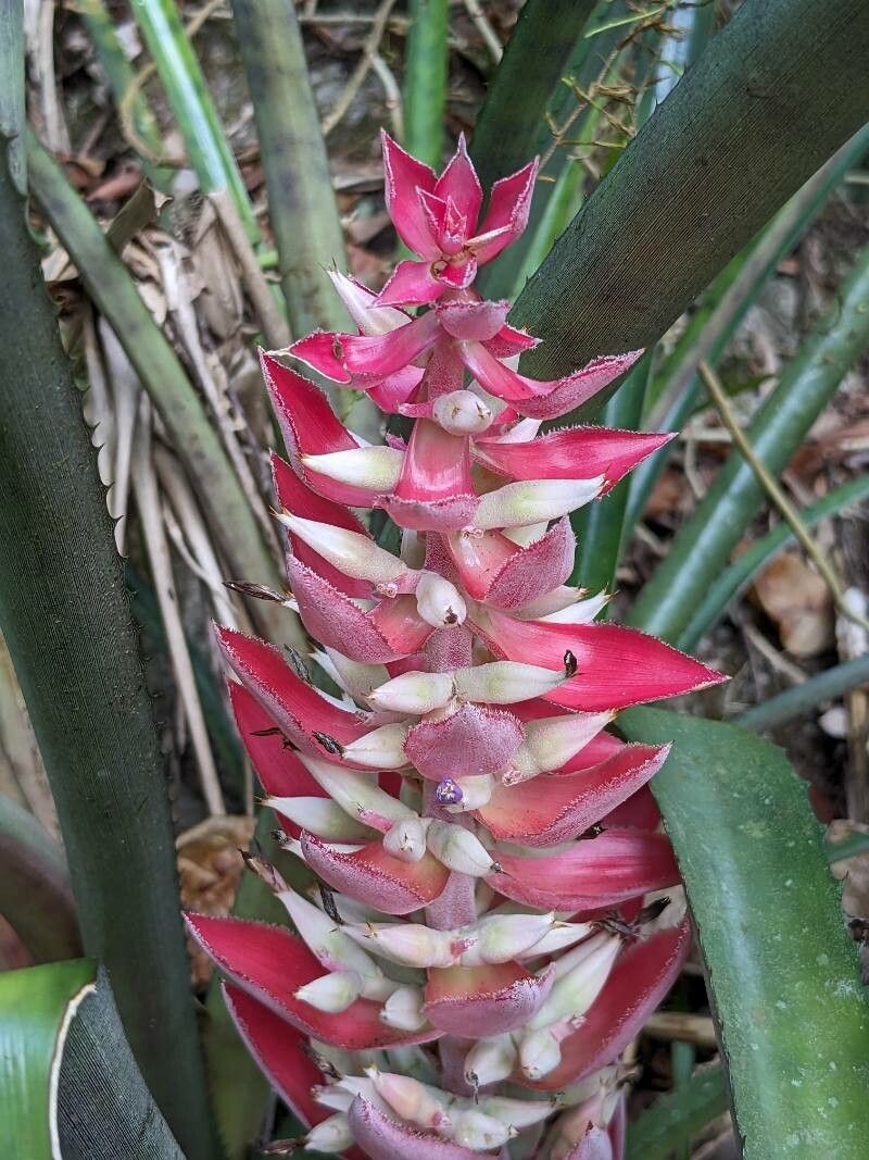 Aechmea vallerandii — search result for 'Aechmea'