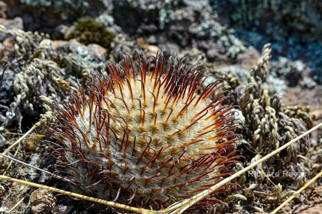 Mammillaria perezdelarosae — search result for 'Mammillaria'