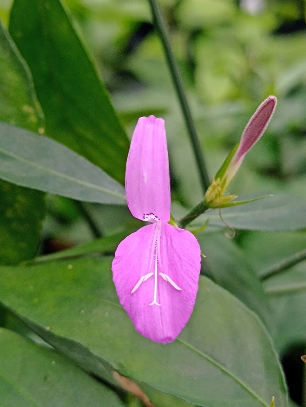 Dicliptera undulata flower