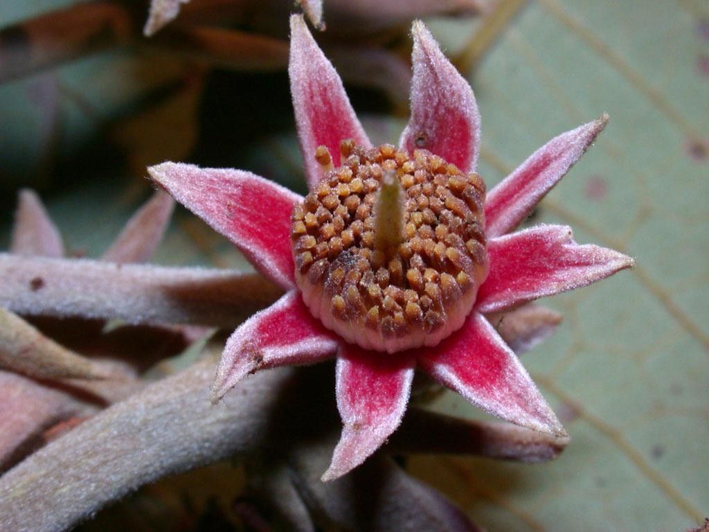 Sloanea medusula flower