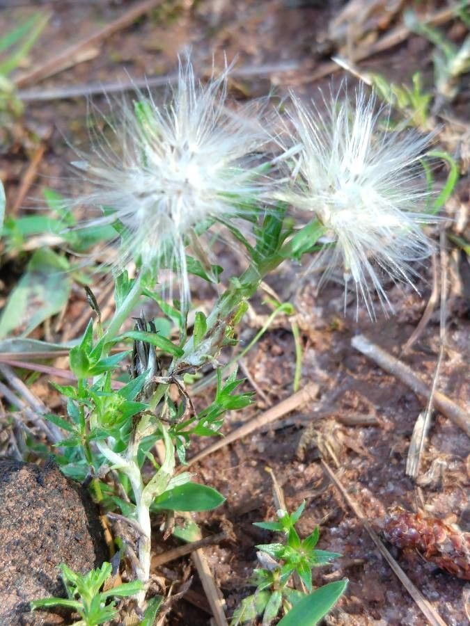 Facelis retusa flower