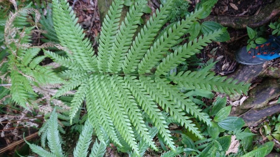 Pteris scabra leaf