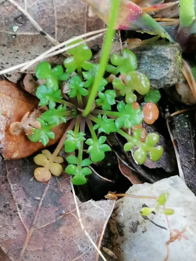 Teesdalia coronopifolia — related species from the same genus