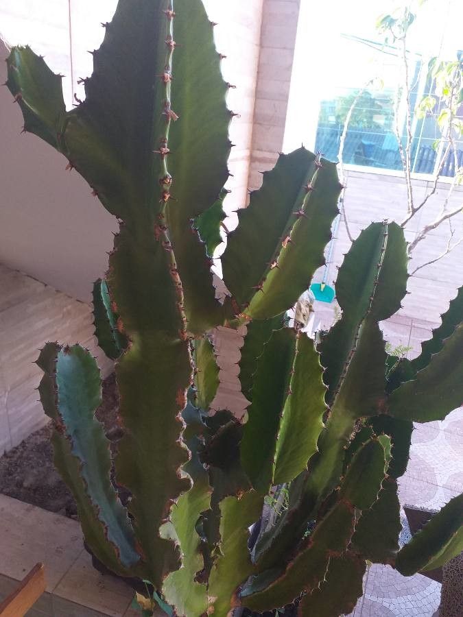 Euphorbia abyssinica flower