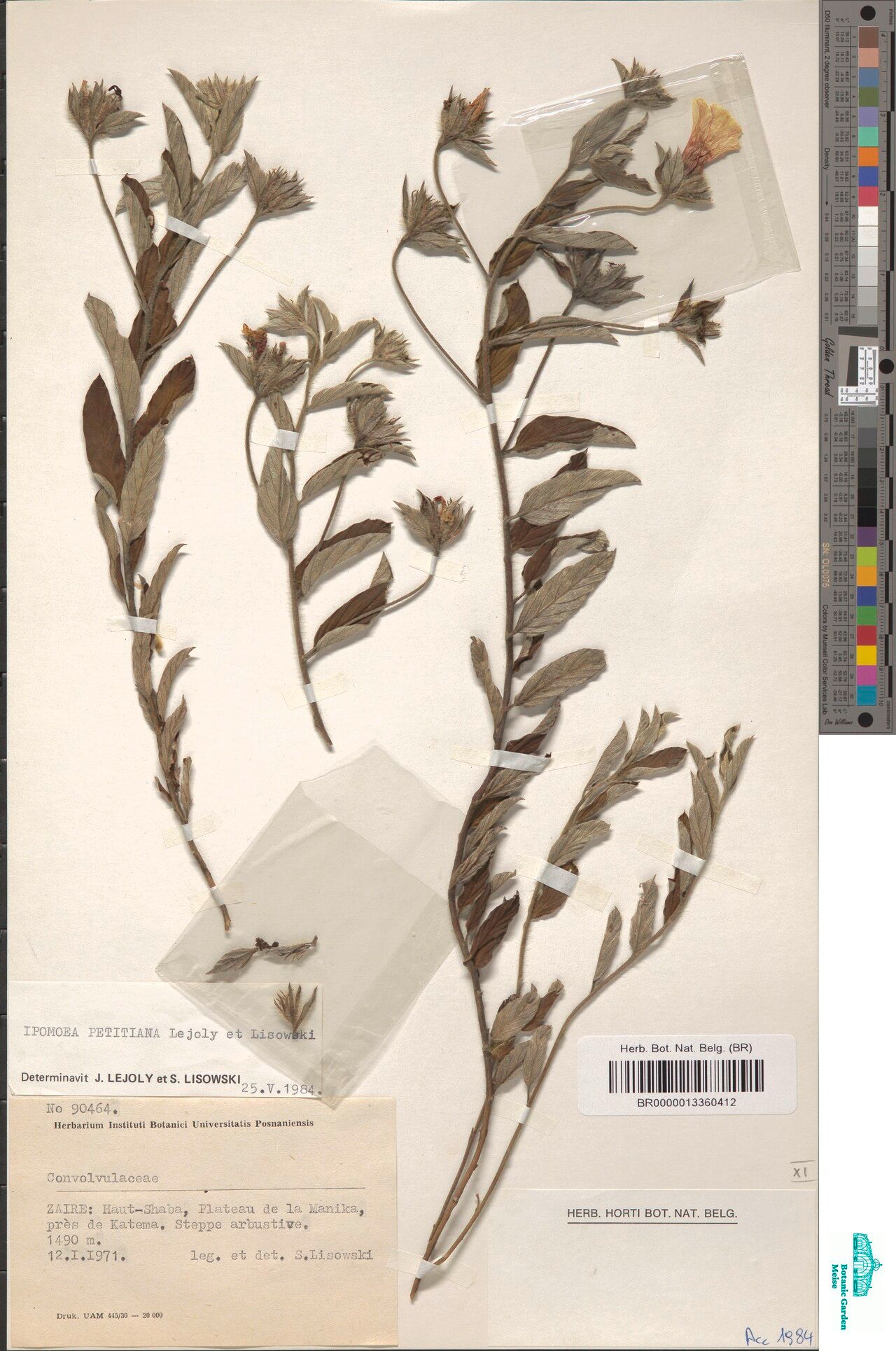 Ipomoea petitiana — houseplant care guide