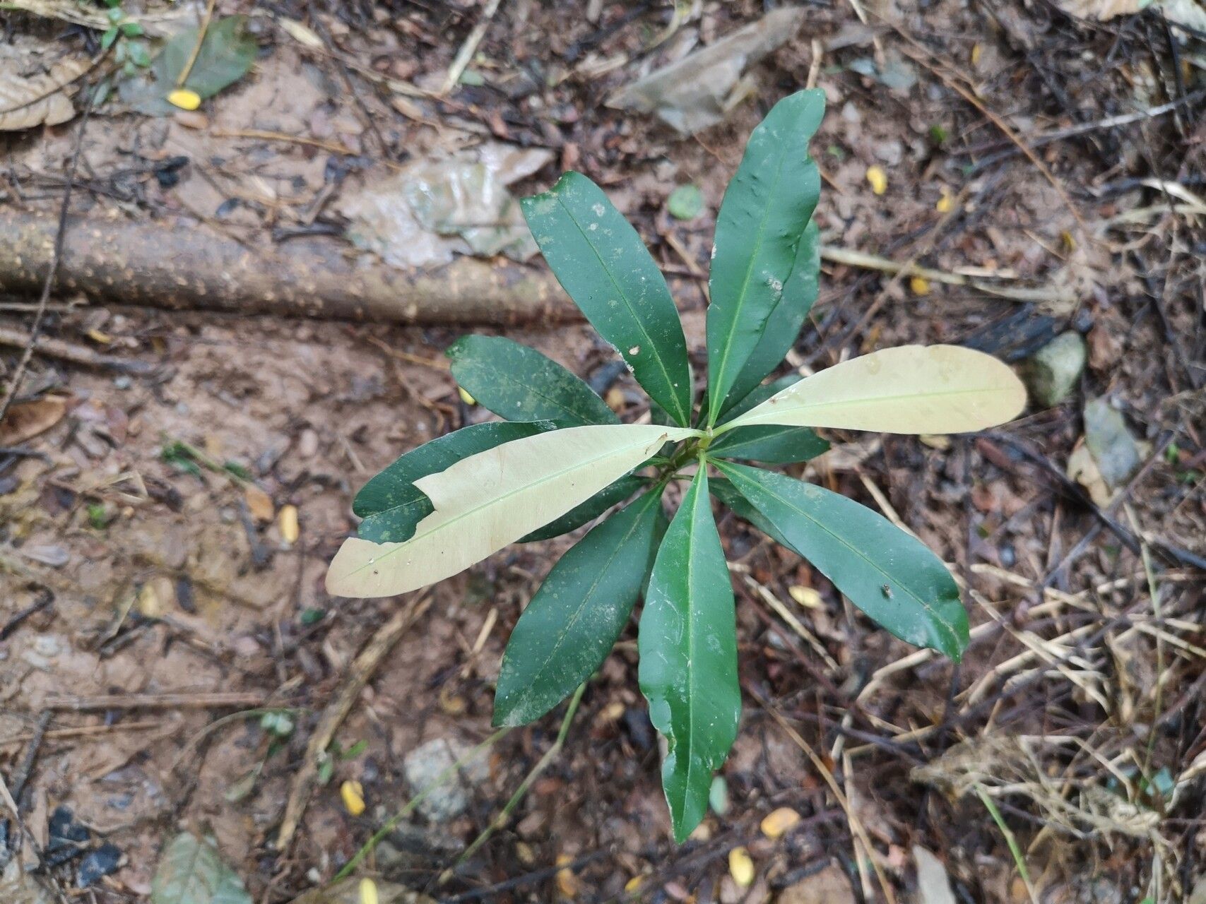 Calophyllum rufigemmatum — search result for 'Calophyllum'