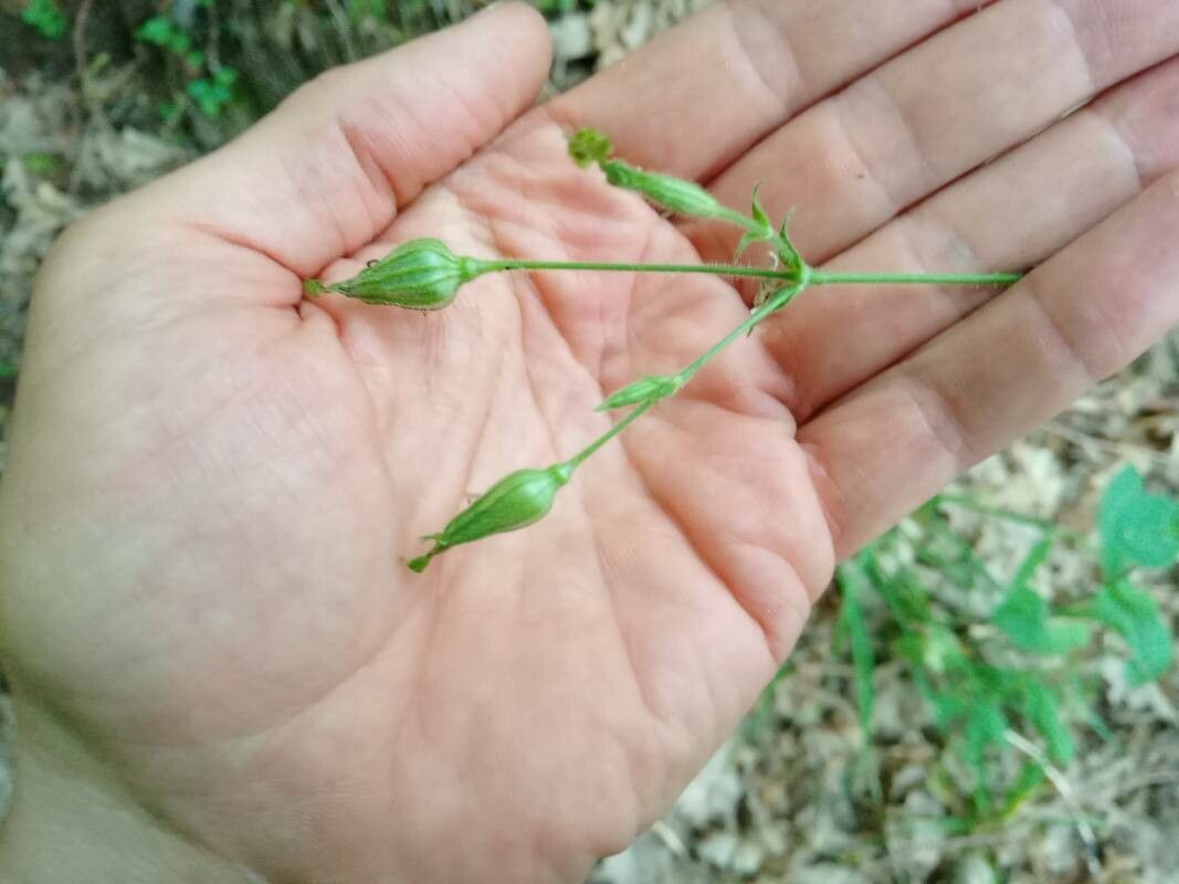 Silene viridiflora fruit