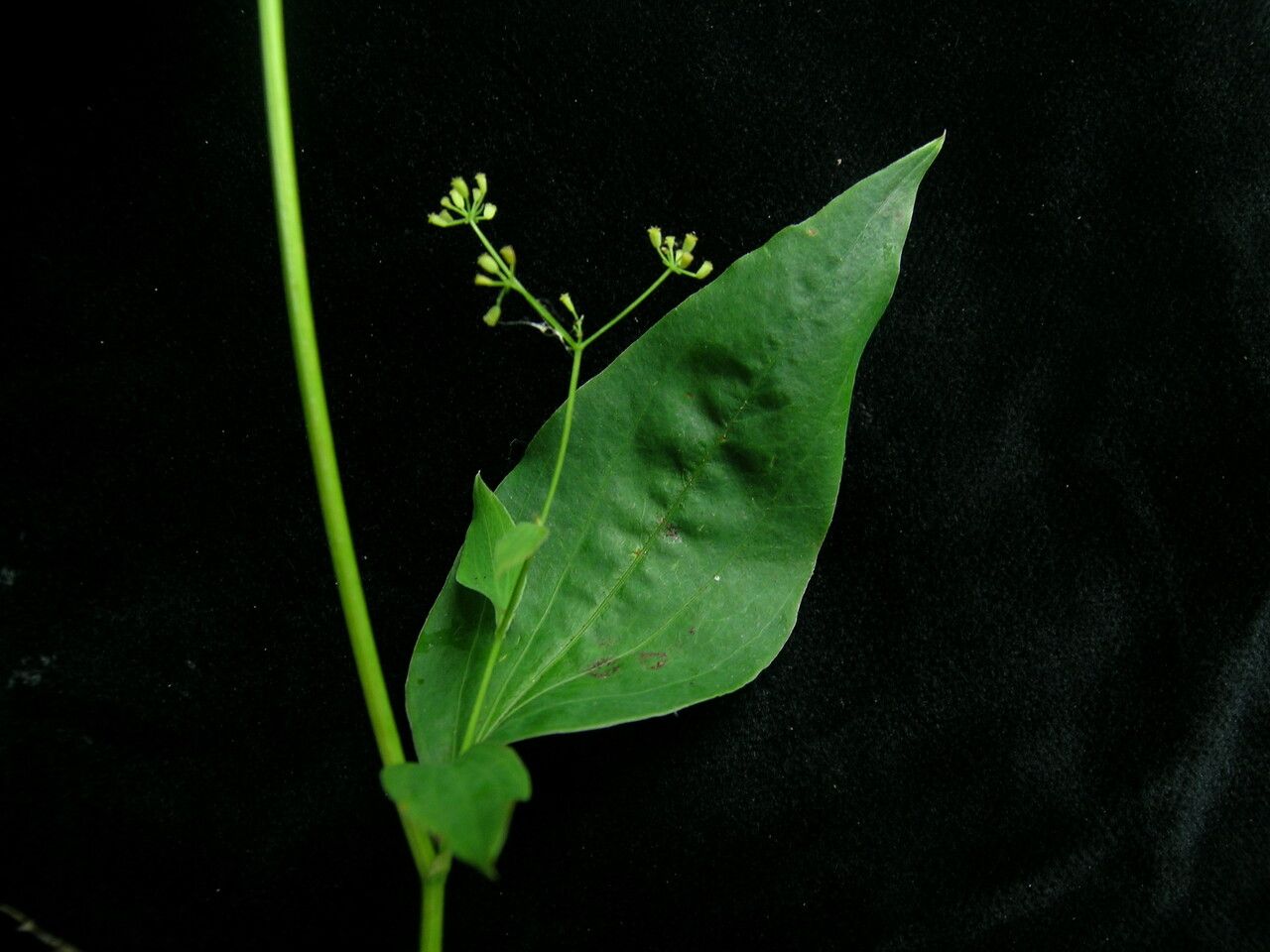 Bupleurum lanceolatum habit