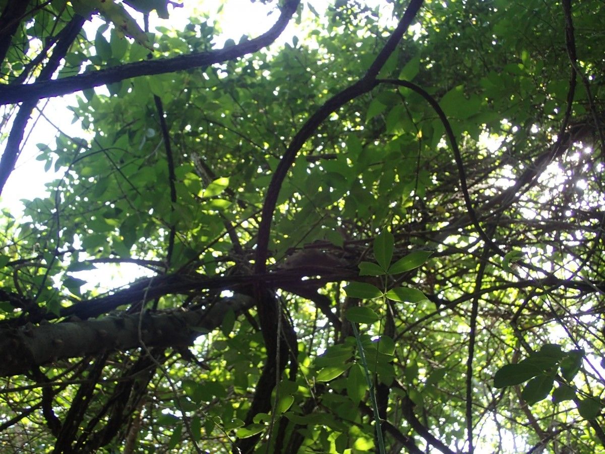 Zanthoxylum zanthoxyloides habit