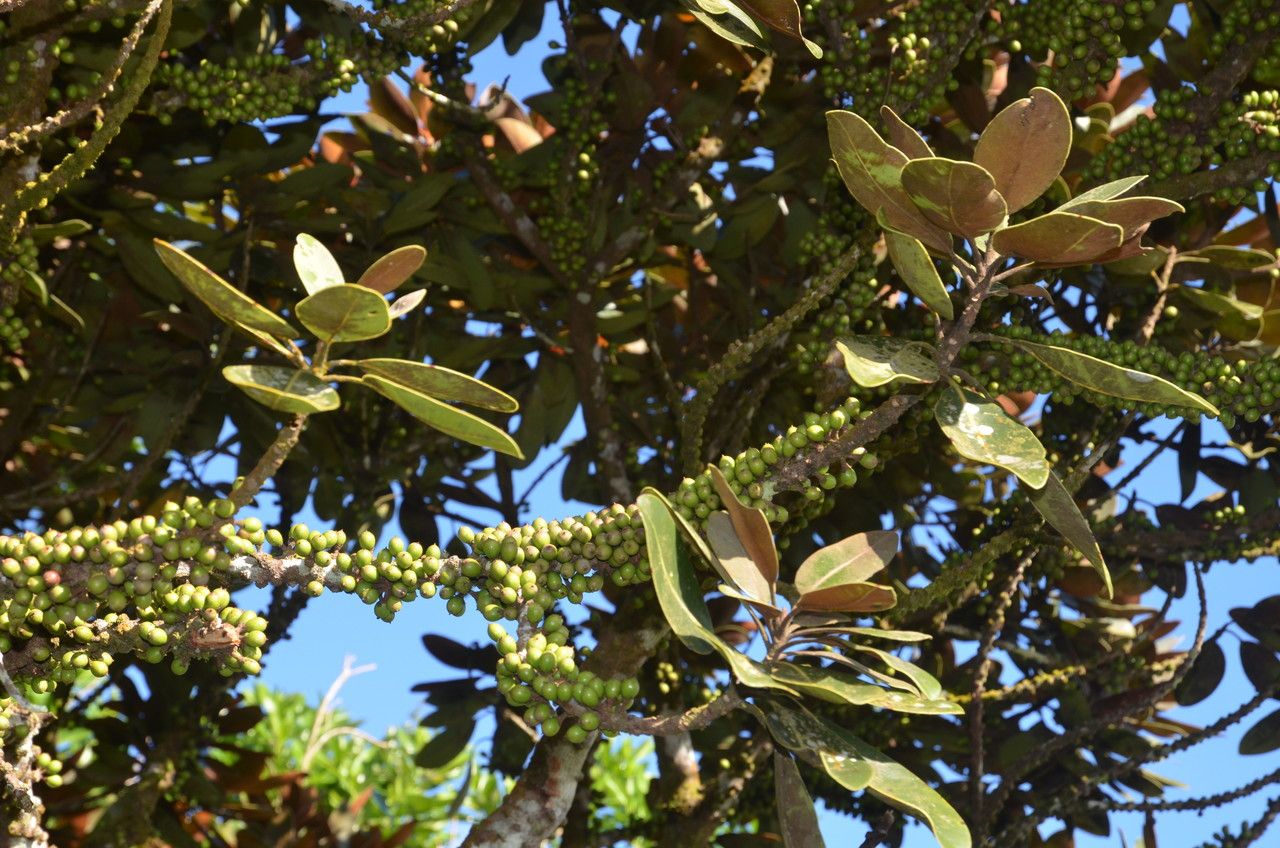 Sideroxylon puberulum fruit