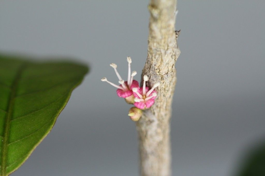 Pycnandra blanchonii bark