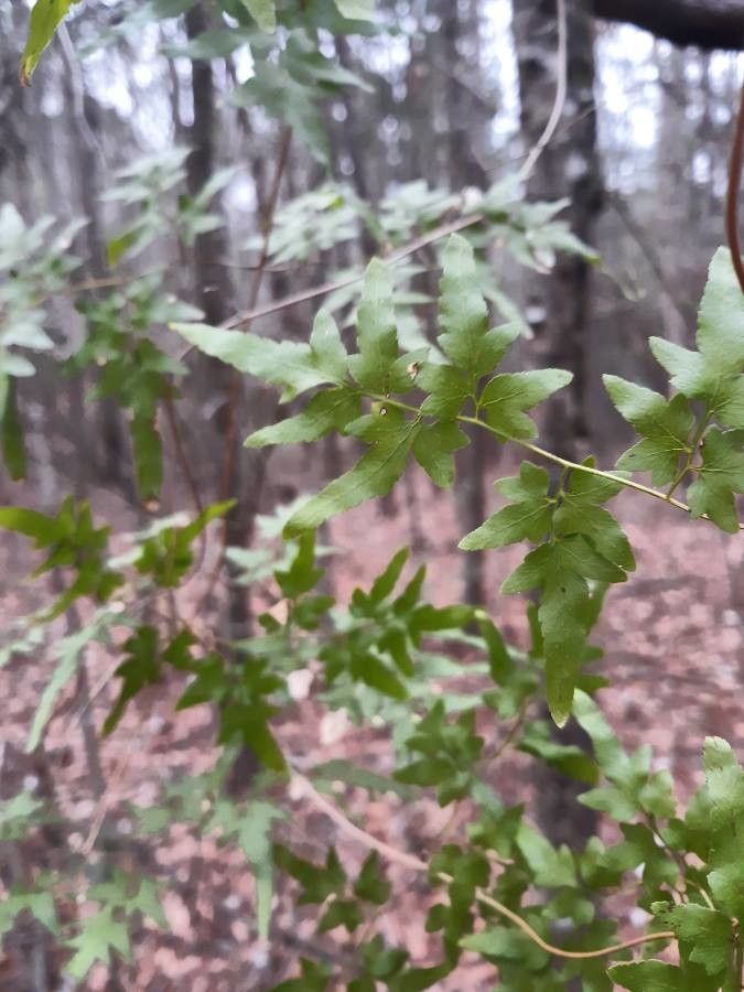 Lygodium palmatum leaf