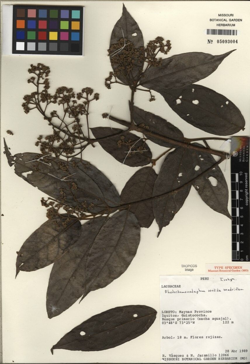 Rhodostemonodaphne sordida — houseplant care guide