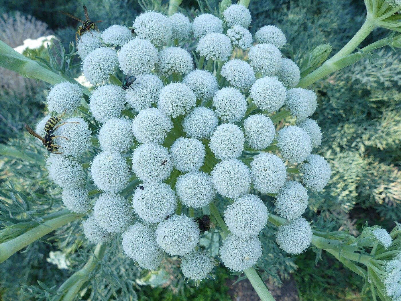 Seseli gummiferum flower