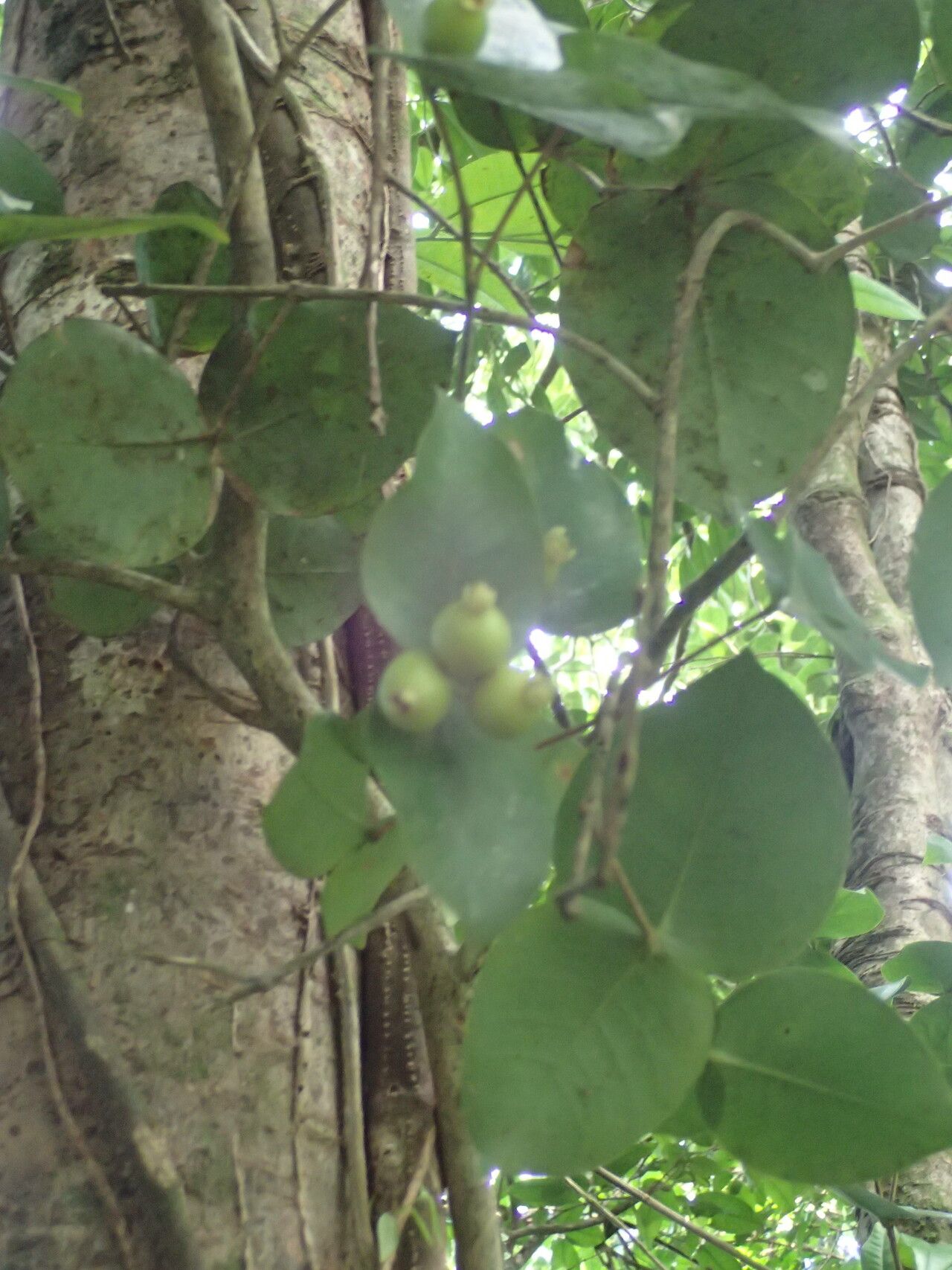 Eugenia gryposperma — houseplant care guide