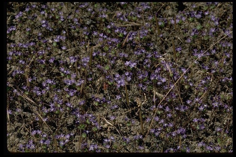 Navarretia viscidula habit