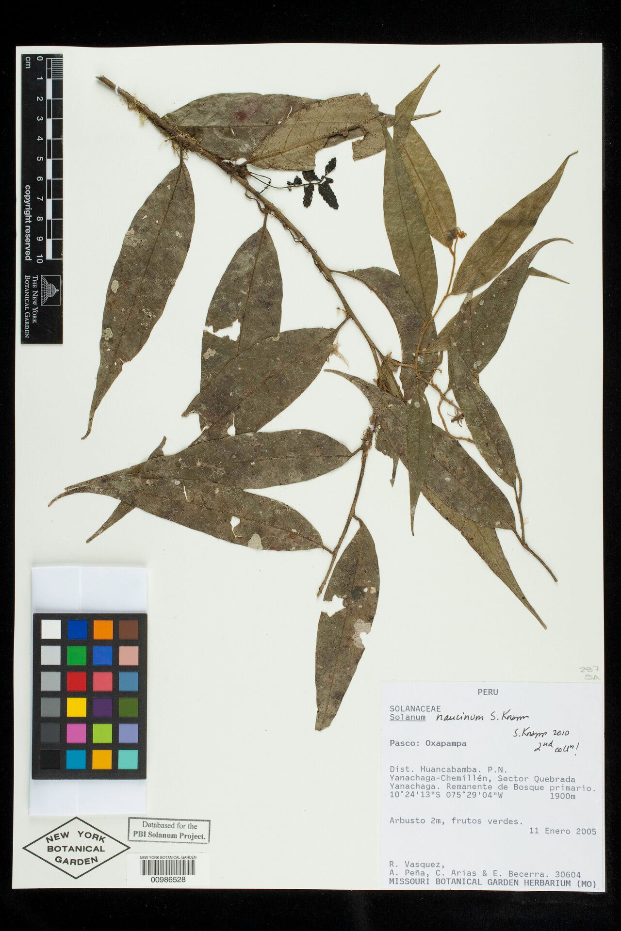 Solanum naucinum — houseplant care guide