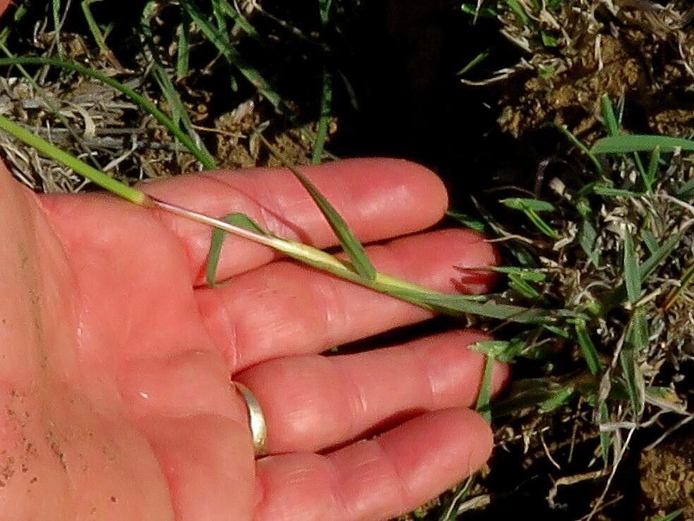 Digitaria ternata habit