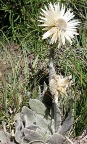Syncarpha speciosissima — related species from the same genus