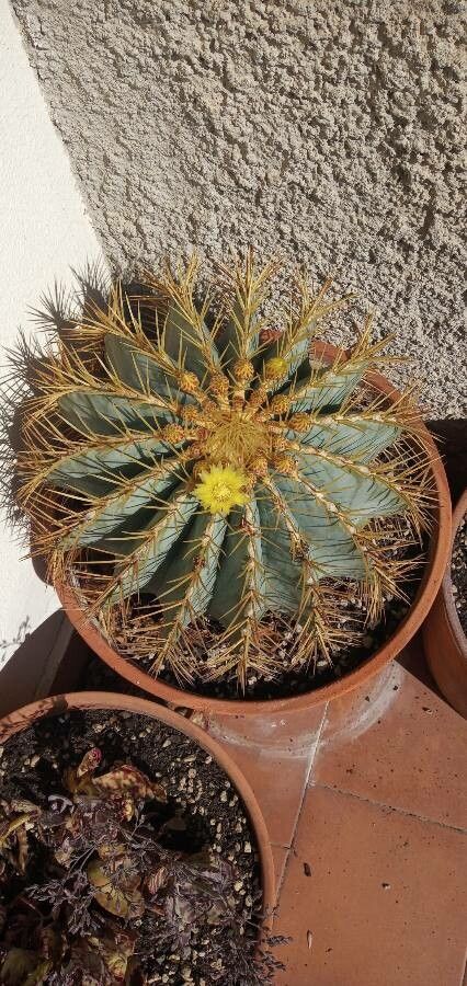 Ferocactus glaucescens flower