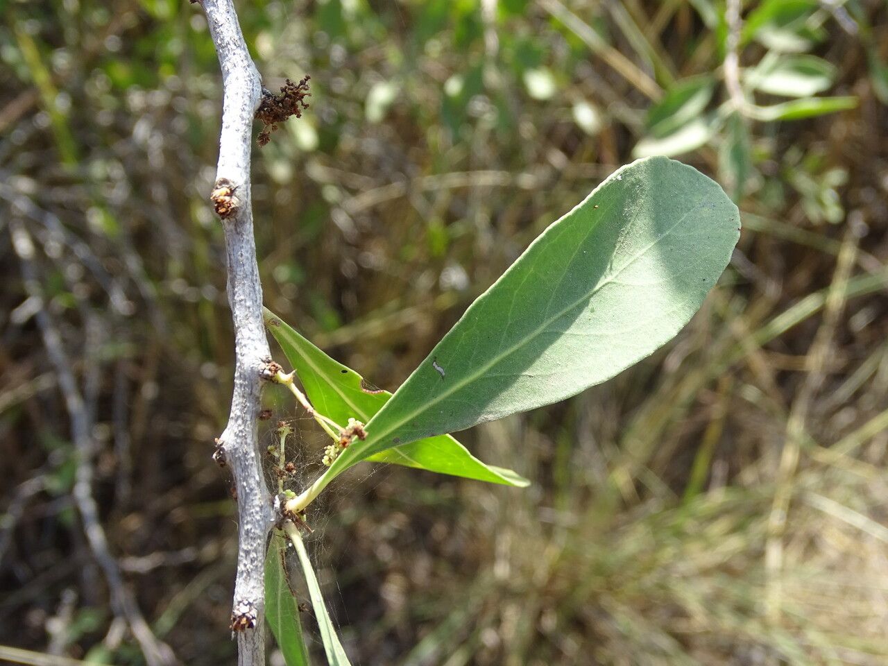 Gymnosporia senegalensis — search result for 'Sudan'