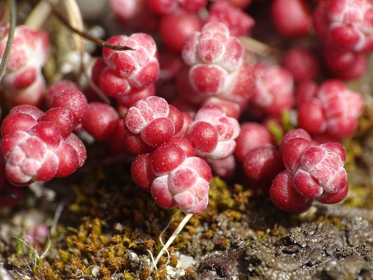 Sedum brevifolium fruit
