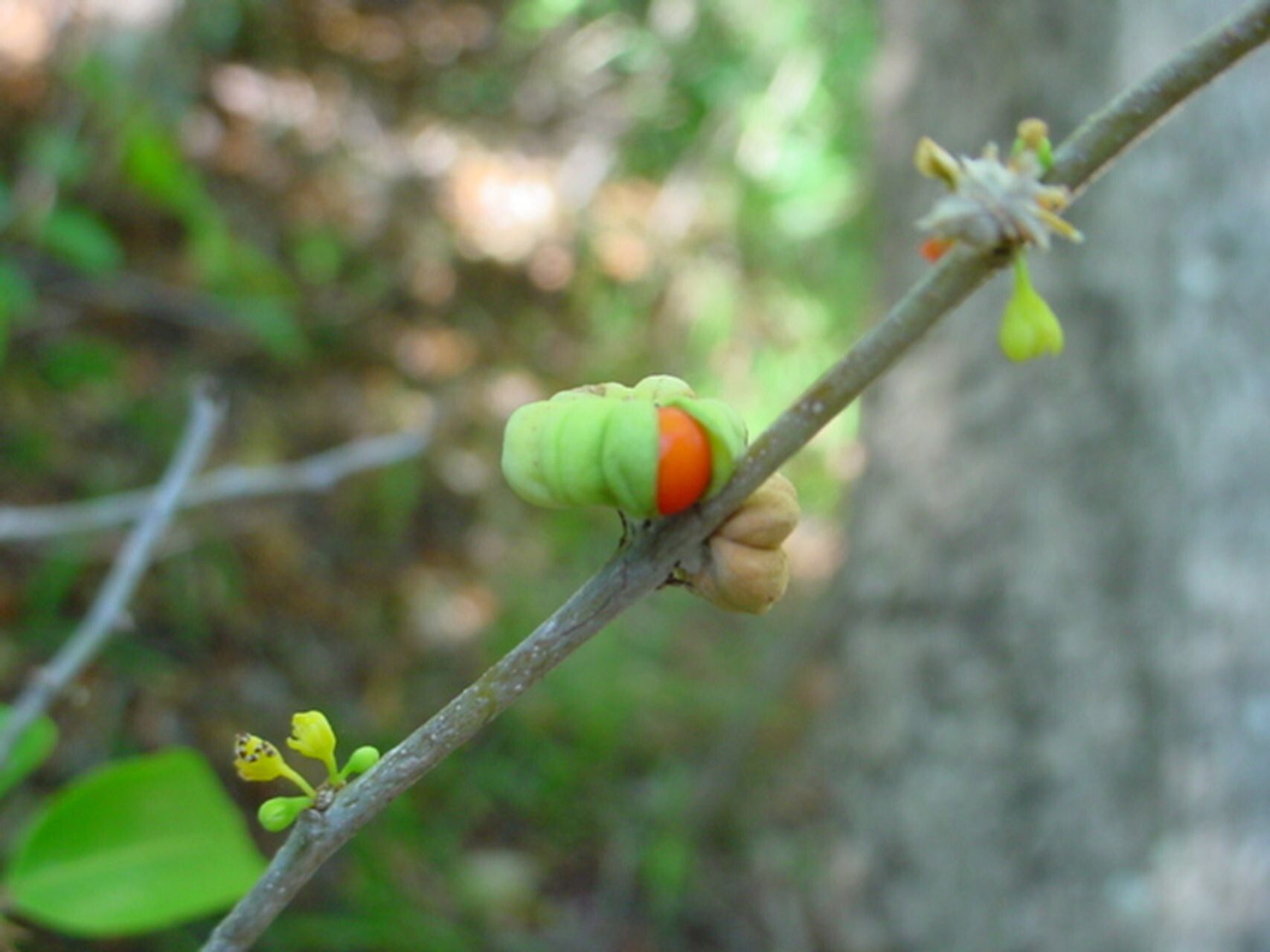 Glochidion billardierei fruit