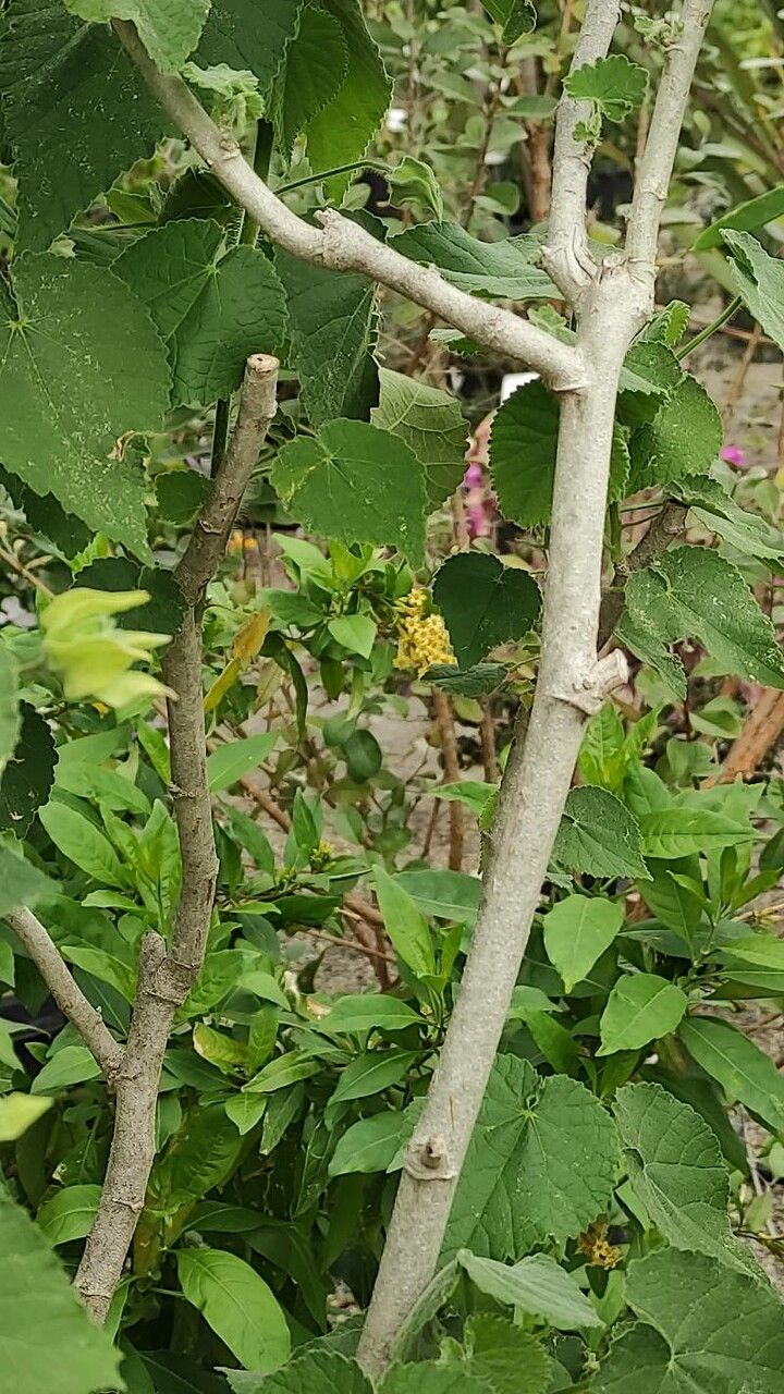 Abutilon mollissimum bark